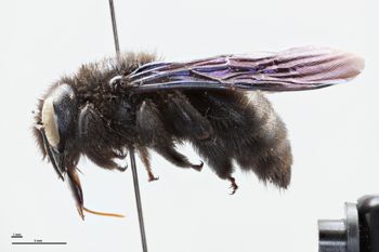 Media type: image;   Entomology 810633 Aspect: habitus lateral view